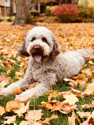 Sweeney Rose, Chief Happiness Officer